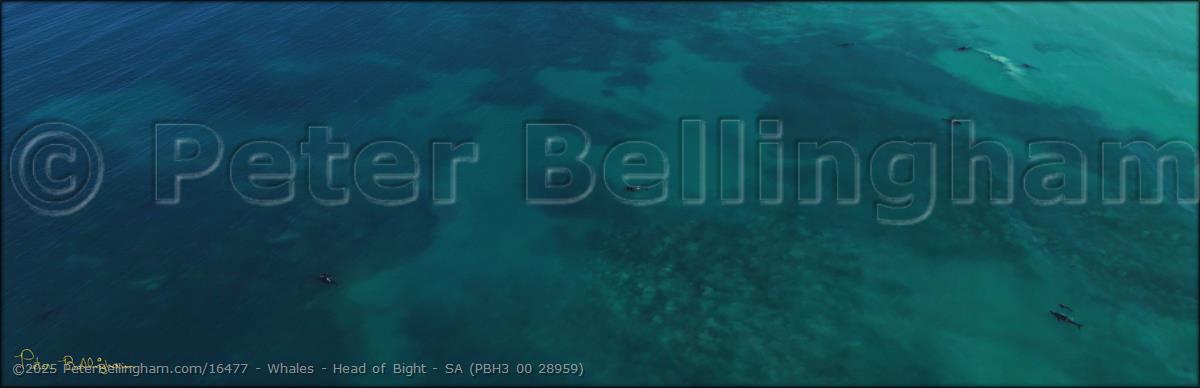 Peter Bellingham Photography Whales - Head of Bight - SA (PBH3 00 28959)